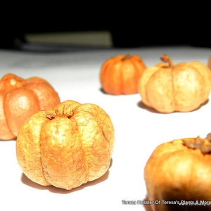 Mini pumpkins-12 Fairy Garden pumpkins-Miniature pumpkin-Putka Pods-Small orange pumpkin-terrarium pumpkin