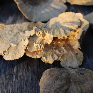 Sponge Mushrooms-Choose 3 or 6 Dried Botanical-Weird Spongy looking thing-Fungi-Woodland wonder image 5