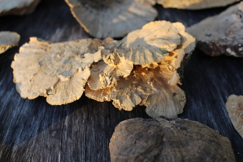 Sponge Mushrooms-Choose 3 or 6 Dried Botanical-Weird Spongy looking thing-Fungi-Woodland wonder image 5