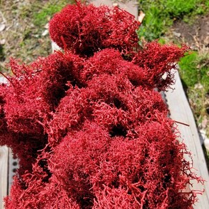 Preserved Reindeer moss-Floral moss-4 oz bag in many colors-Deer foot Moss-Mango-Red-Gray-Purple-Blue-Preserved Lichens image 8