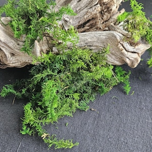 May include: Close-up of vibrant green moss with a textured appearance, contrasted against a piece of weathered, light brown driftwood. The moss is densely packed, creating a lush, natural aesthetic. The background is a dark gray fabric.