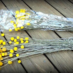 May include: A bunch of dried billy balls, also known as craspedia, with yellow flower heads and long stems. The billy balls are packaged in a clear plastic bag.