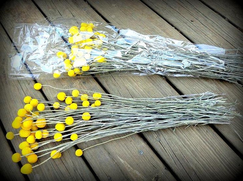 May include: A bunch of dried billy balls, also known as craspedia, with yellow flower heads and long stems. The billy balls are packaged in a clear plastic bag.