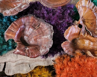 Bulk Golden Mushrooms-Fungi-Woodland - Dried Polished mushrooms-1 oz bag about 12-15 per bag