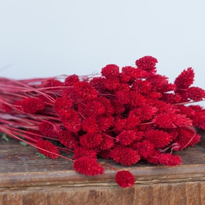 May include: A bundle of dried red flowers with a textured, cone-like shape. The stems are also red, and the flowers rest on a weathered wooden surface against a white background. These decorative flowers are ideal for home decor.