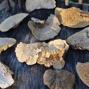 Sponge Mushrooms-Choose 3 or 6 Dried Botanical-Weird Spongy looking thing-Fungi-Woodland wonder image 2