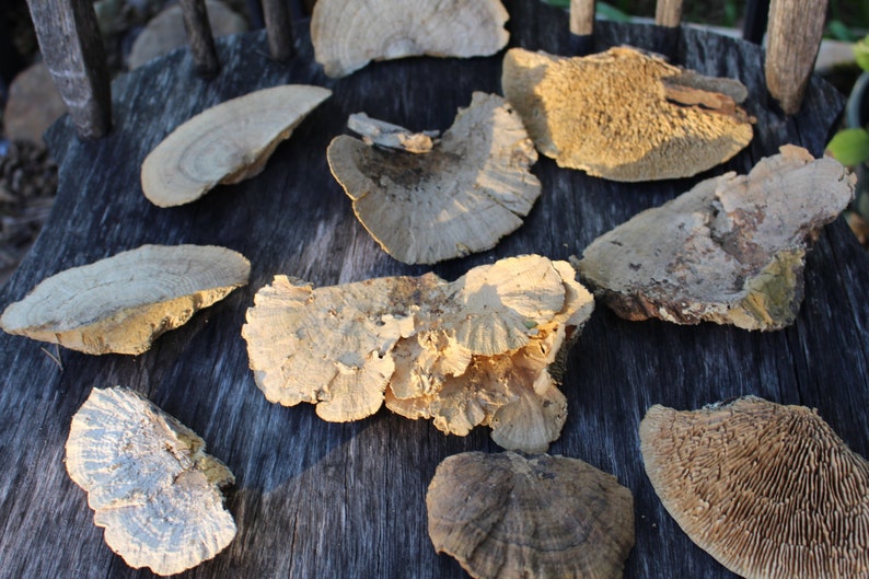 Sponge Mushrooms-Choose 3 or 6 Dried Botanical-Weird Spongy looking thing-Fungi-Woodland wonder image 2