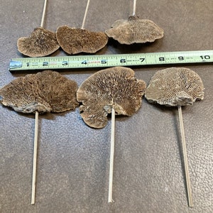 Sponge Mushrooms Small-Choose 3 or 6 Dried Botanical-Weird Spongy looking thing-Fungi-Woodland wonder