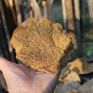 Sponge Mushrooms-Choose 3 or 6 Dried Botanical-Weird Spongy looking thing-Fungi-Woodland wonder image 6