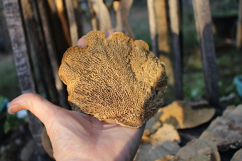 Sponge Mushrooms-Choose 3 or 6 Dried Botanical-Weird Spongy looking thing-Fungi-Woodland wonder image 6