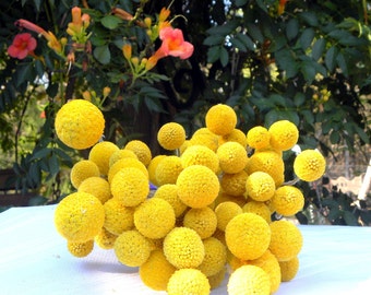 Craspedia 25 stems - Grown & Dried USA-Long stem-Billy Balls-Billy Buttons-Dried Yellow Wedding Flowers-Bundle of 25