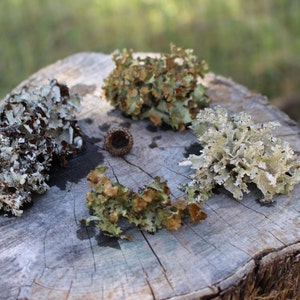 Black Lichens | 6 sections | Tree Lichens