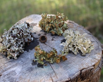 Black Lichens | 6 sections | Tree Lichens