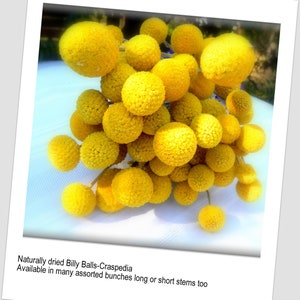 May include: A bunch of dried yellow Billy Balls, also known as Craspedia, with stems. The text "Naturally dried Billy Balls-Craspedia Available in many assorted bunches long or short stems too" is at the bottom of the image.