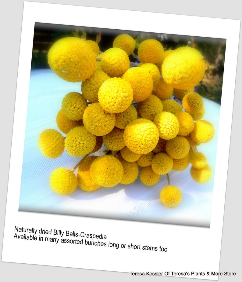 May include: A bunch of dried yellow Billy Balls, also known as Craspedia, with stems. The text "Naturally dried Billy Balls-Craspedia Available in many assorted bunches long or short stems too" is at the bottom of the image.