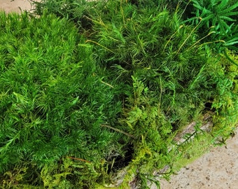 Moss & Wood centerpiece | Preserved Moss | Mood Moss | Club Moss | Fern moss