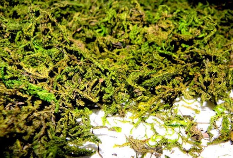 Wholesale 10 Pound BULK Moss Preserved boxSphagnum moss for Etsy