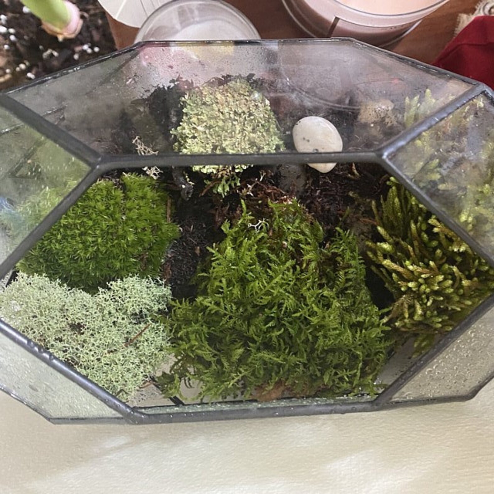 Terrarium kitLive mossSmall DIY kit Woodland Forest Etsy