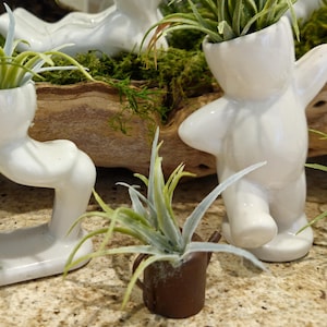 May include: White ceramic figurines in various poses, each holding a small air plant. A miniature brown watering can with an air plant is in the foreground. The background features a wooden planter with green moss and more air plants.