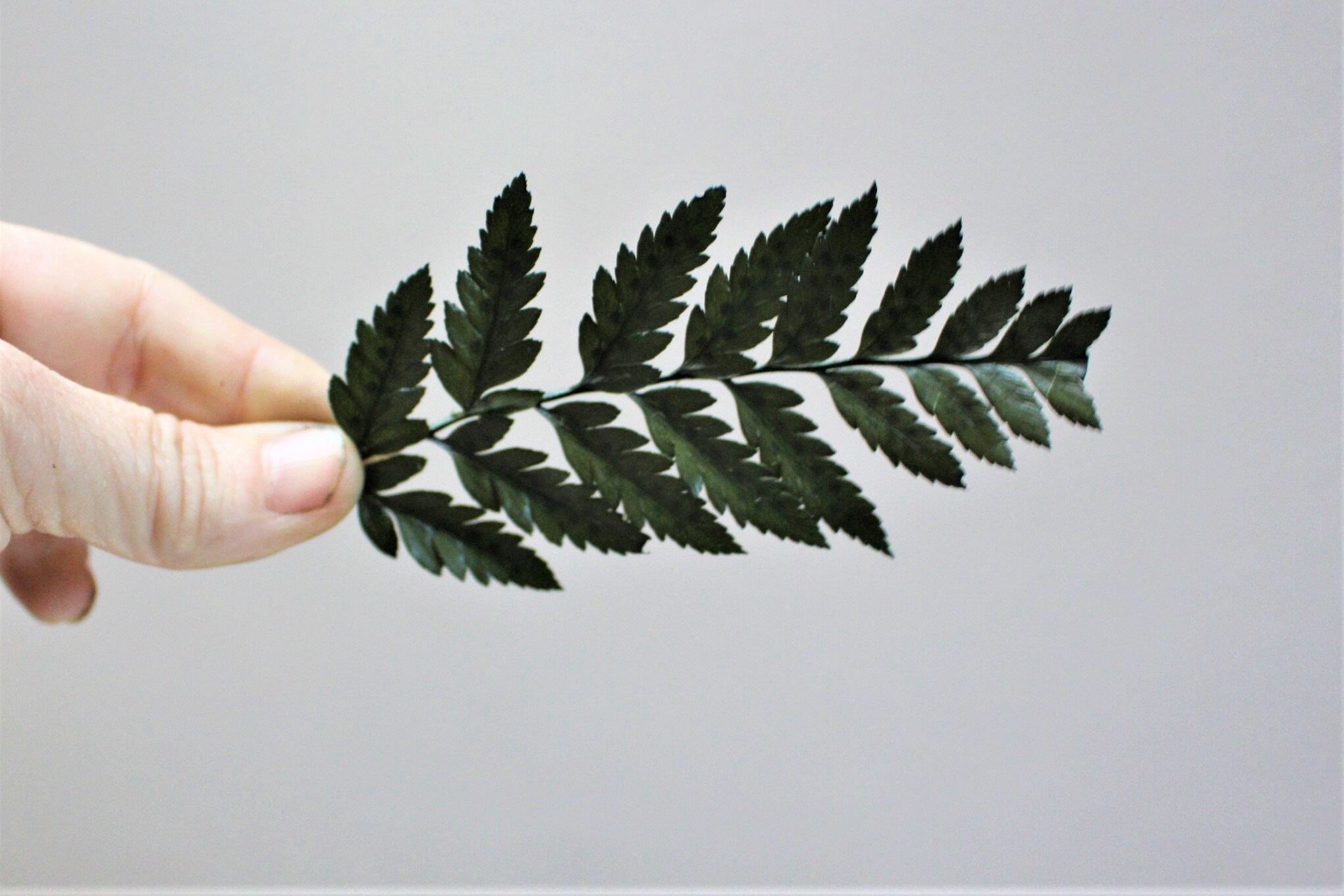 Leather leaf ferns-10 REAL Preserved fern pieces per bag-Green ferns …
