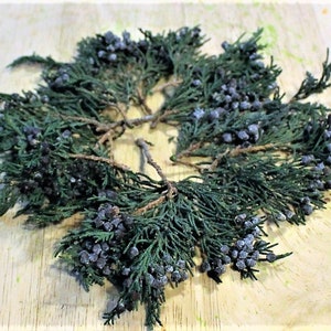 Preserved Juniper | Blueberry Juniper | Christmas | Aromatic juniper-10 Pieces