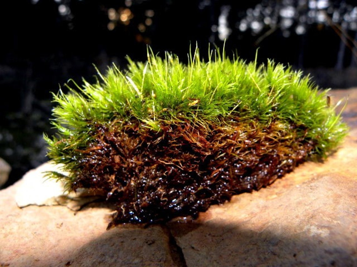 Terrarium MossFrog MossLive Moss for Terrariums and Etsy