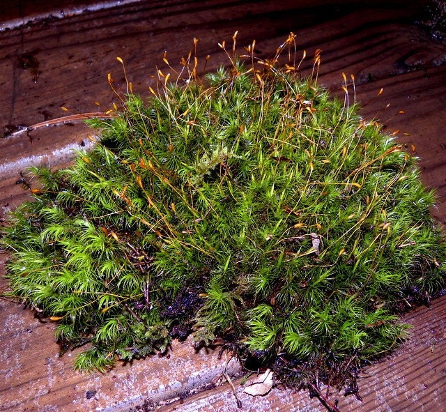 Frog Mosslive Dicranum Mossmood Moss Gallon Bag Full LIVE Etsy