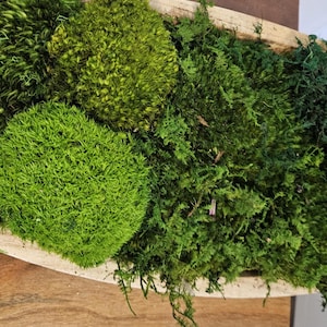 Preserved Moss Sampler Bag: Pillow, Mood, Fern, Sheet Moss (4x6")