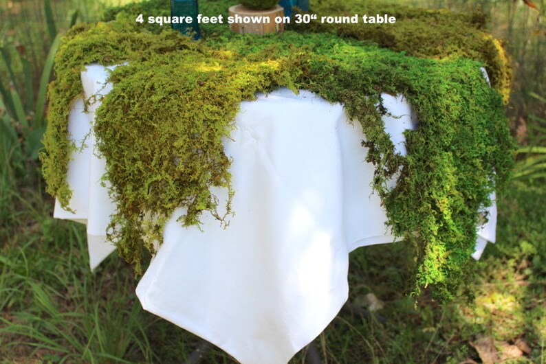 Bulk Sheet MossMoss runnersMoss matsAssorted sizes12 Etsy