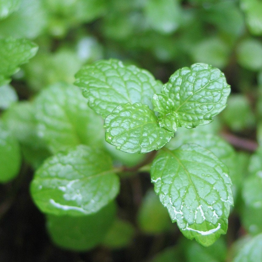 Basil Sage Mint Wax Melts Choose From 2oz Classic or 5oz Mega Etsy