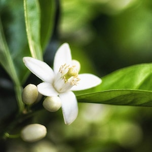 Neroli perfume, choice of 1/3oz roll on or 4oz spray, classic sweet floral, concentrated formula, orange blossom image 2