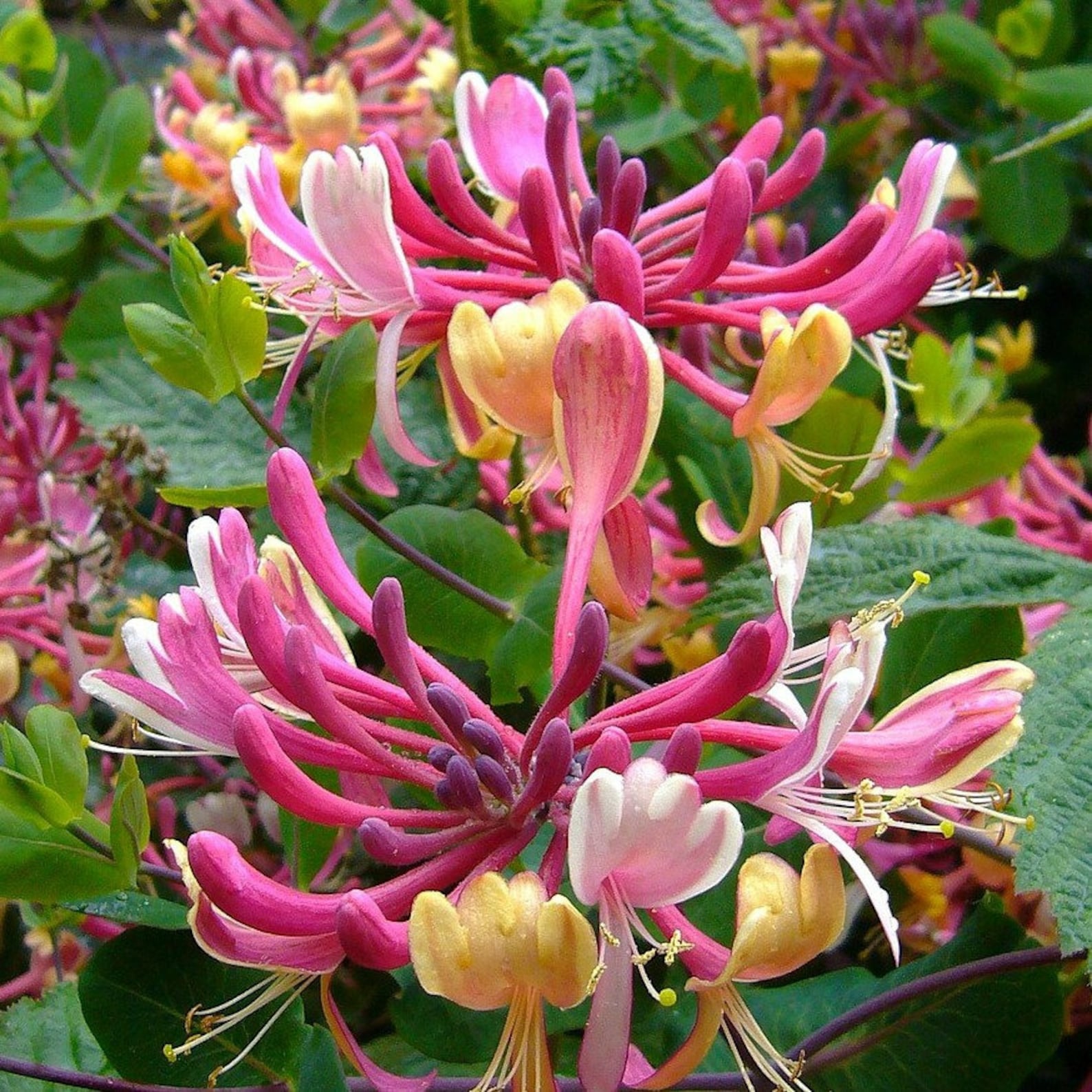 Honeysuckle Solid Scent Concentrated Body Fragrance 1/2oz Etsy Sweden