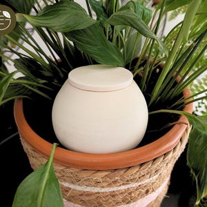 Peut inclure: Un urne sphérique crème avec un couvercle assorti est placée dans un pot de fleurs en osier. Le pot a un bord en terre cuite et est entouré d'un feuillage vert luxuriant. L'urne est de conception simple et élégante, adaptée aux funérailles.