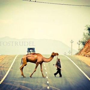 Camel Crossing in Rajasthan, India. Mounted on Wood.