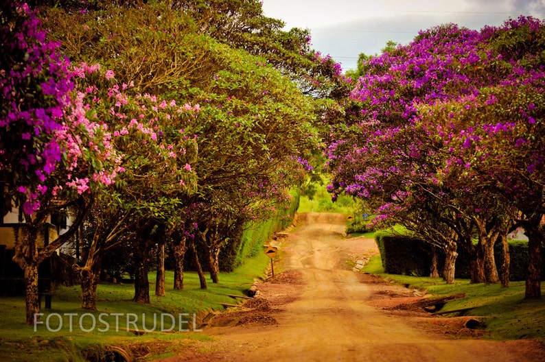 Brazil photograph. At Fazenda Cachoeira da Grama, Minas Gerais, Brazil 8x12 image 1