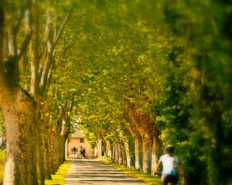 Cycling in France / Tree Canopy / Bike Path / French Provence, Southern France Photograph, 8x12