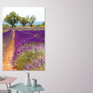 Provenza, Francia Fotografia. Alberi e lavanda, Viola e Viola. Varie dimensioni
