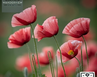 10 Floral Prints - High-Resolution Digital Download - Botanical Photography Wall Art for Home, Office Decor - Customizable & Personal Use