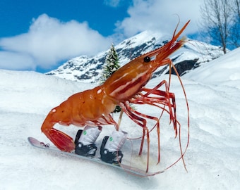 Snowboarding Shrimp Card by Shrimp Whisperer AK