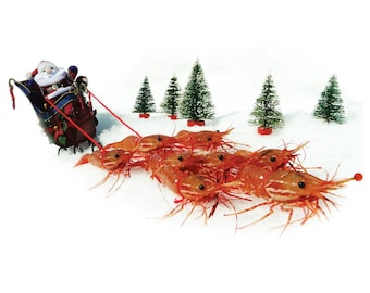 Shrimpy Ten Pack Of Holiday Cards! - by Shrimp Whisperer AK