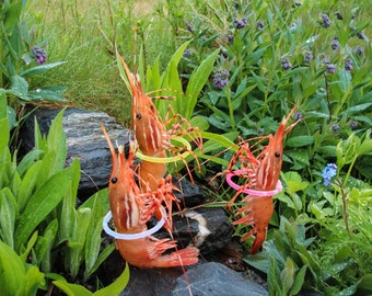 Hula Hooping Shrimp Card by Shrimp Whisperer AK