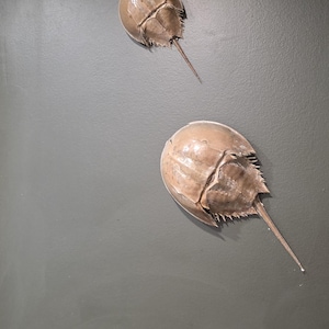 Op de afbeelding: Drie bruine hoefijzerkreeftschaalen zijn op een donkergrijze muur gemonteerd. De schalen variëren in grootte, met de grootste onderaan en de kleinste bovenaan. Elke schaal heeft een lange, puntige staart.