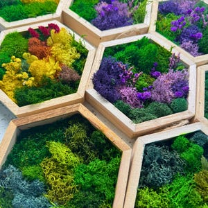 Honeycomb Moss Wall Art - Wood Hexagon Decor. Preserved Moss Art Framed, Wall Hangings, Housewarming Gifts, Living Room Decor