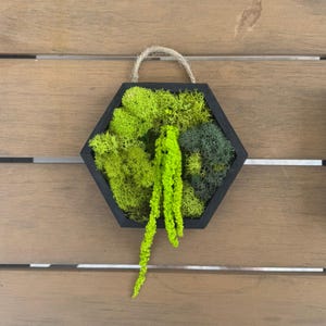 May include: A hexagonal wall hanging with a black frame, filled with various shades of green moss and a trailing, bright green plant. A natural jute rope is attached for hanging. The piece is displayed against a wooden background.