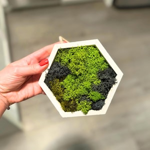 Honeycomb Moss Wall Art - Wood Hexagon Decor. Preserved Moss Art Framed, Wall Hangings, Housewarming Gifts, Living Room Decor  5 x 6 inch