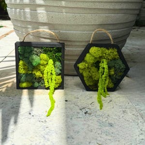 Mini Moss Wall Art, Single or Set – Geometric Hexagon & Square Reindeer Moss Decor – Natural Eco Home Accent – Green Botanical Wall Hanging
