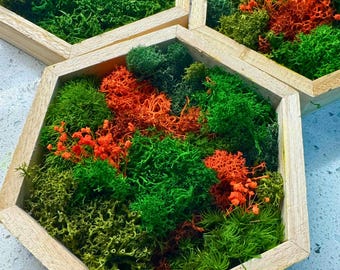 Hexagon Moss Wall Art: Preserved Reindeer Moss & Orange Accents