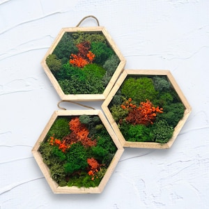 Hexagon Moss Wall Art Set or Single – Natural Wood Frames with Preserved Moss & Orange Accents, Handmade Botanical Home Decor
