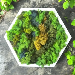 Unique Honeycomb Moss Wall Art - Eco-Friendly Hexagon Decor. Honeycomb Moss Single or Set. Living Room Decor