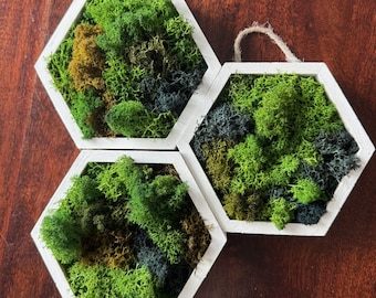 Honeycomb Moss Wall Art - Wood Hexagon Decor. Preserved Moss Art Framed, Wall Hangings, Housewarming Gifts, Living Room Decor  5 x 6 inch